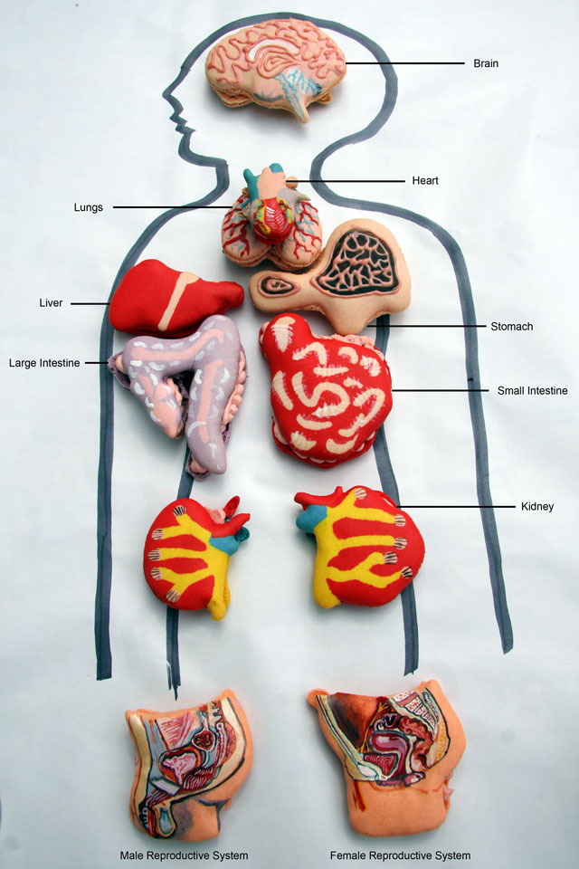 Anatomical Macarons