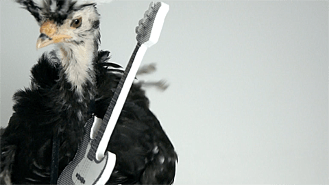 Chicken on Guitar