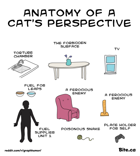 Cat's Perspective