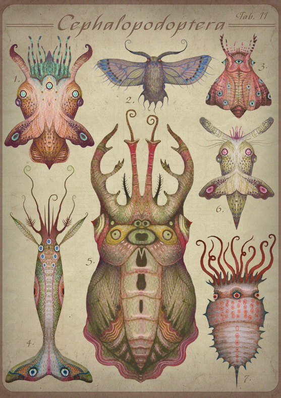 Cephalopodoptera / Tab II by Vladimir Stankovic