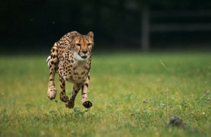 Cheetah running in super slow motion