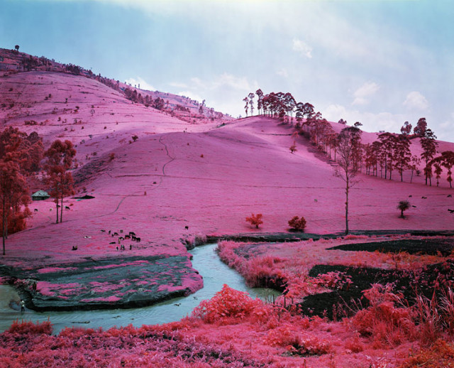 Infra by Richard Mosse