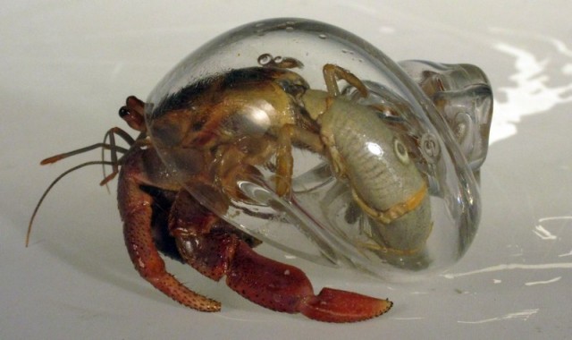 Blown Glass Hermit Crab Shell