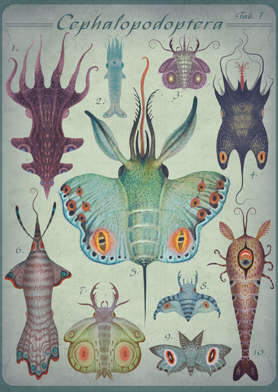 Cephalopodoptera / Tab I by Vladimir Stankovic
