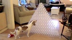 Dog Receives 210 Bottles for Christmas