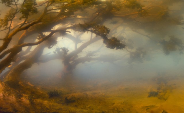 Flooded Landscape Dioramas Photographs by Kim Keever