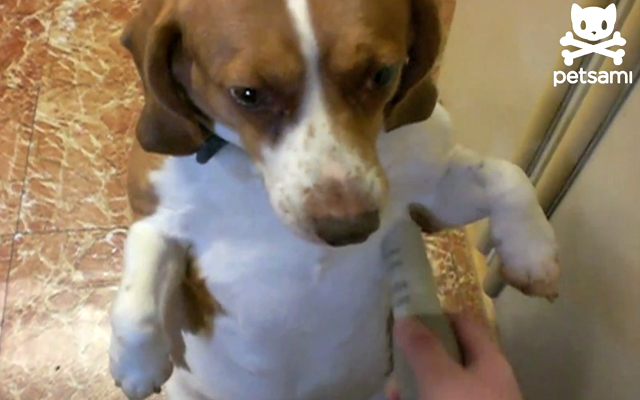 Puppy gets groomed with vacuum