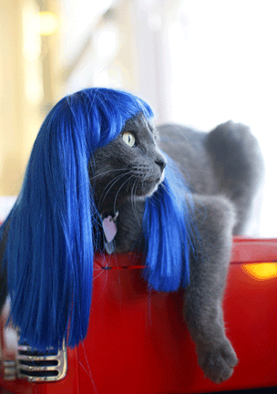Kitty Wigs, Stylish Wigs For Your Cat