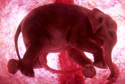 Animals Inside The Womb