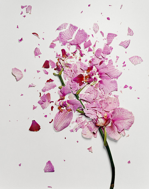 Smashed flowers by Jon Shireman