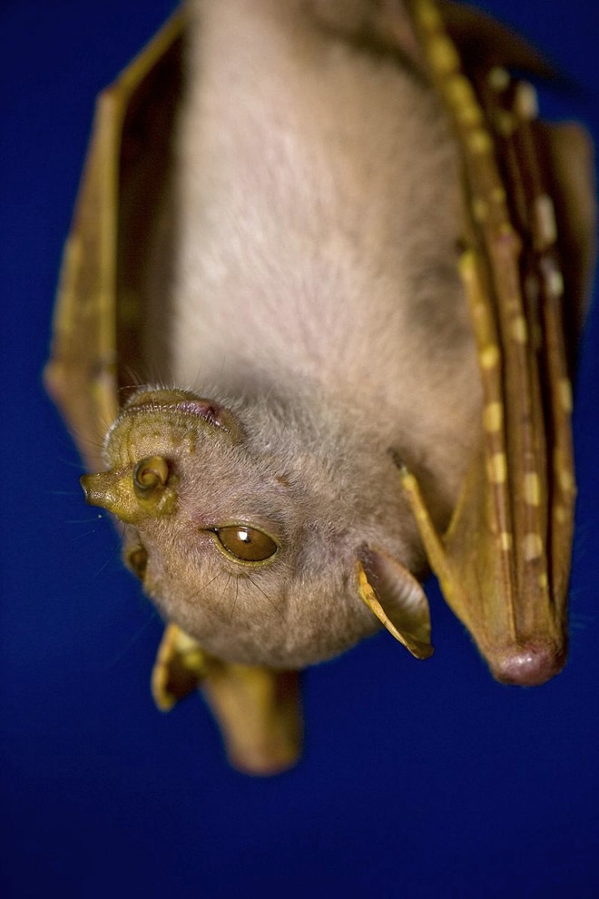 Tube-Nosed Fruit Bat
