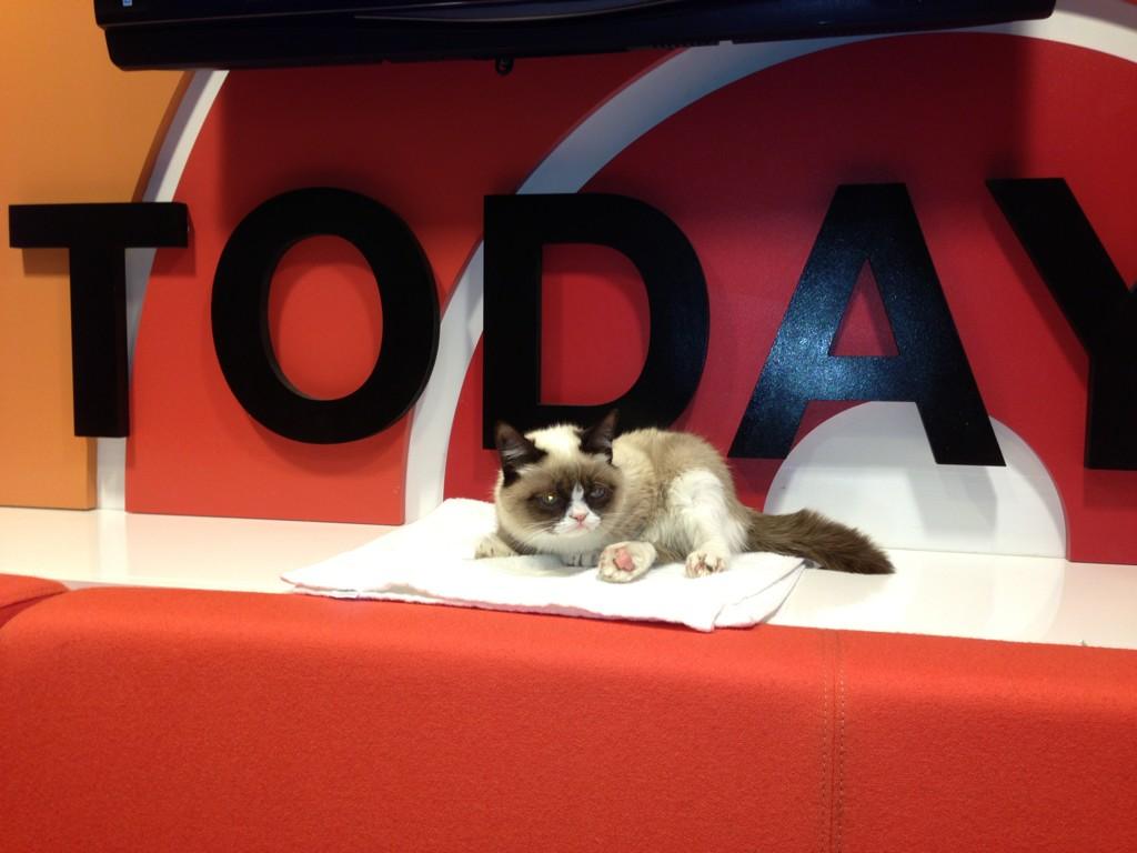 Grumpy Cat on The Today Show1024 x 768