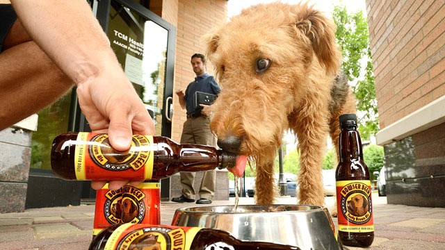 Dog Drinking Beer