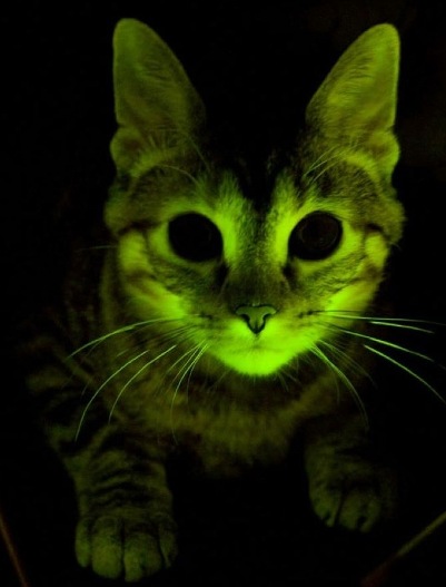 Glowing Kittens
