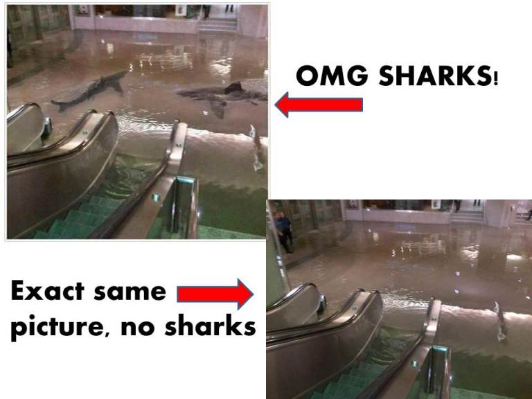 Fake shark photo