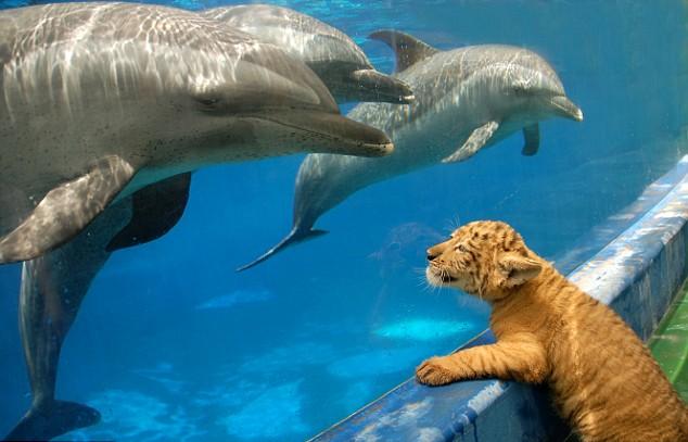 The History of Cats and Dolphins Together On The Internet