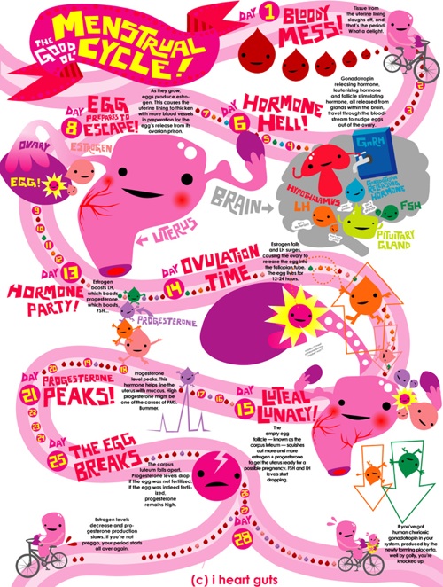 An Illustrated Guide To The Menstrual Cycle