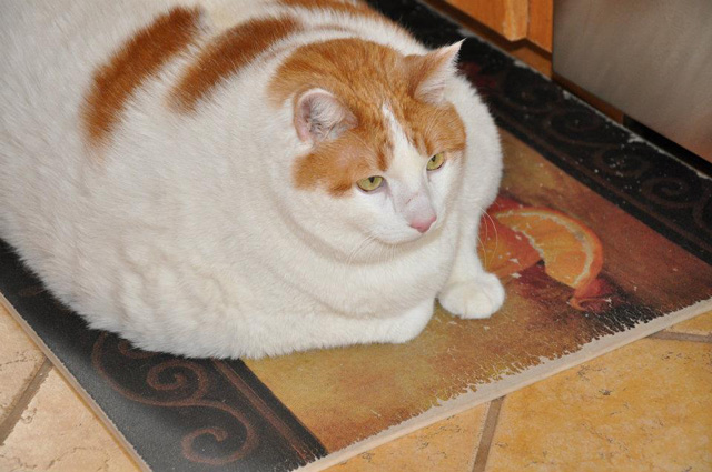 Meow the Obese Cat Has Died