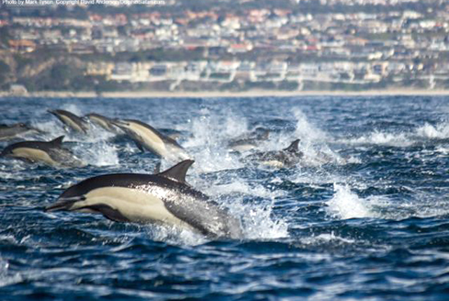Dolphin Stampede Overtakes Whale Watching Boat 