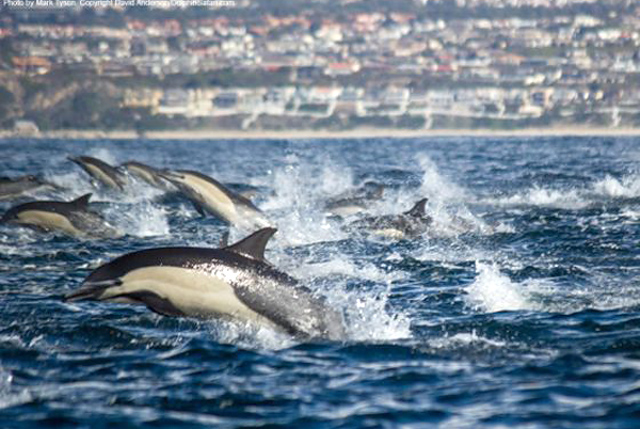 Dolphin Stampede Overtakes Whale Watching Boat