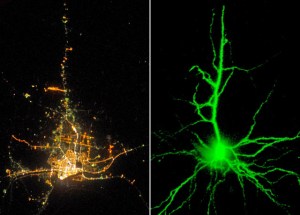 Neurons vs Cities