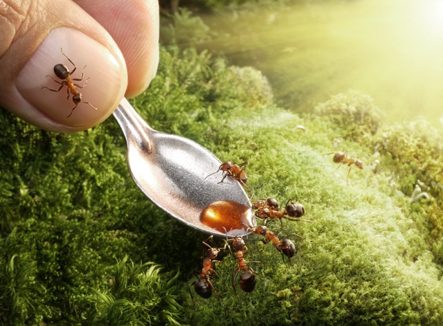 Fairy tale ant photos by Andrey Pavlov