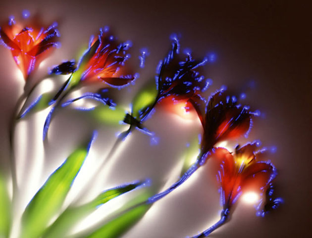 Photos of electrified plants by Robert Buelteman