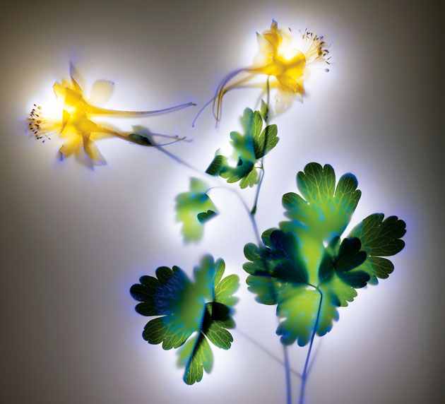Photos of electrified plants by Robert Buelteman