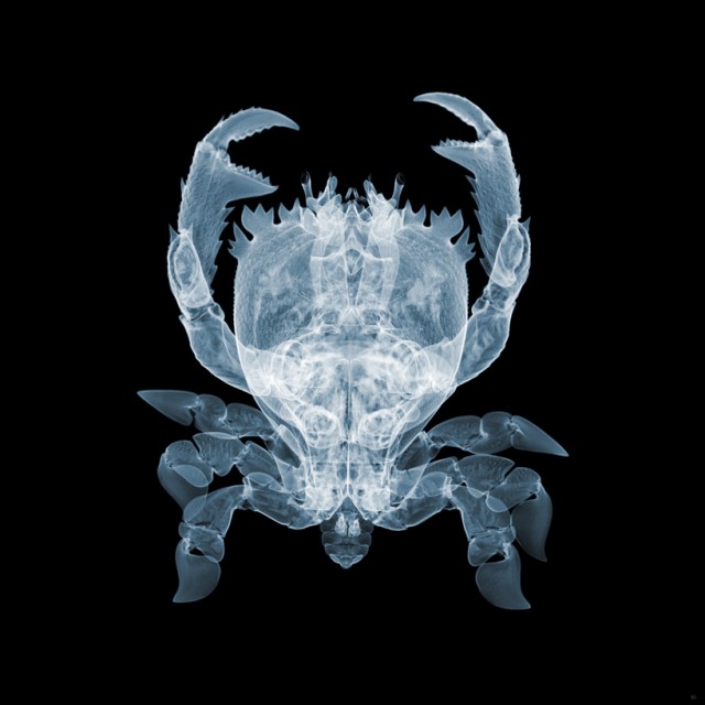 X-ray photography by Nick Veasey