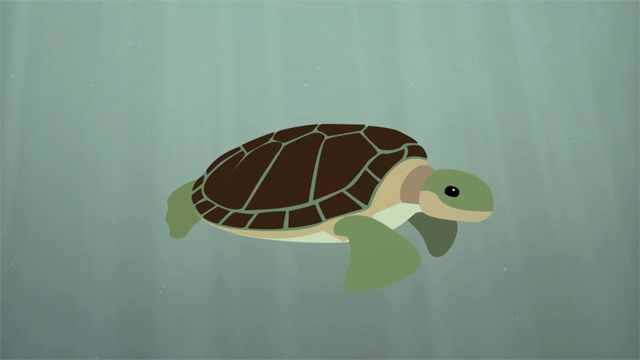 The Survival of the Sea Turtle by TED-Ed