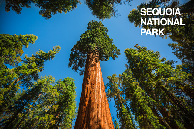 Sequoia National Park - USA Roadtrip - photo by Mike Matas