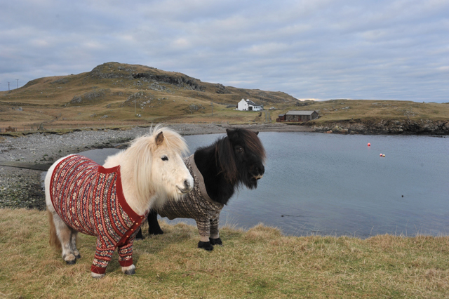 Shetland Ponies in Cardigans