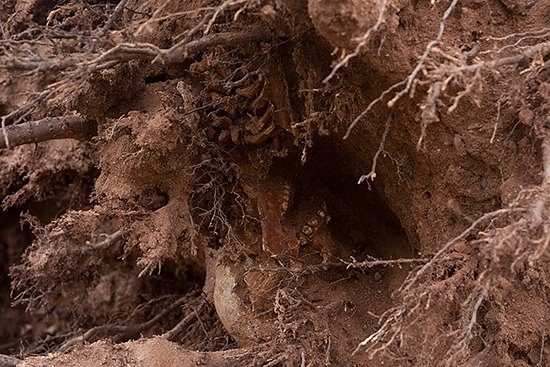 Human skeleton discovered in fallen tree