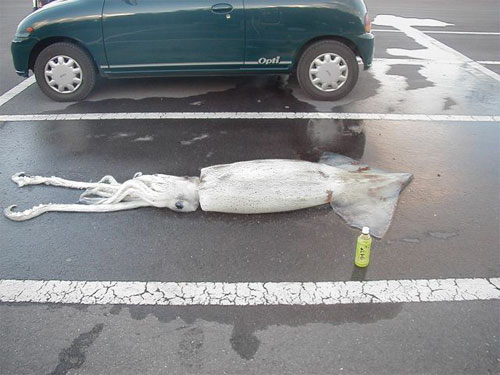 squid_parking.jpg