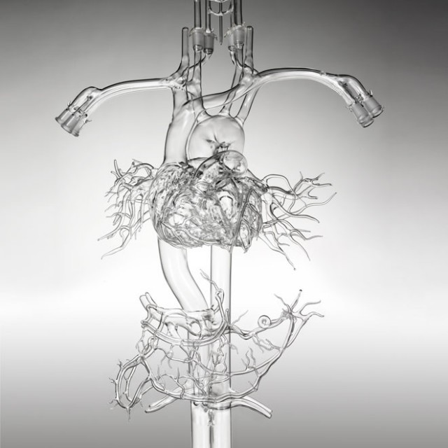 Glass Anatomical Models by Farlow's Scientific Glassblowing
