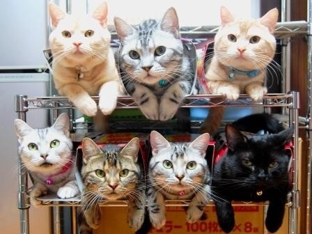 How To Store & Organize Cats