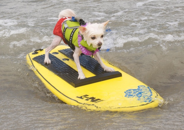 surfing-dog
