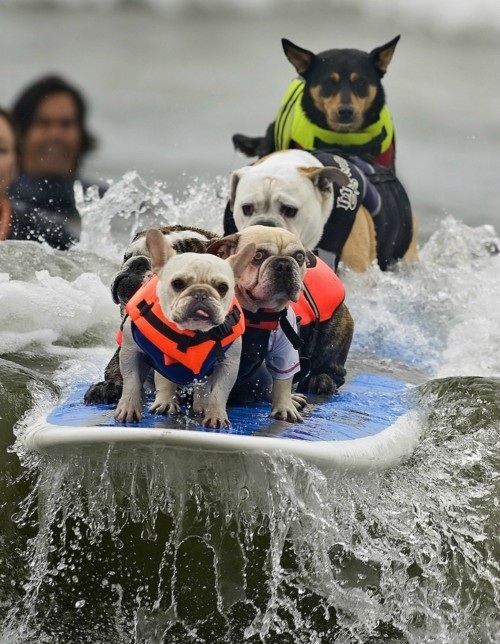 surfing-dogs