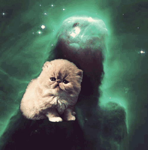 omg cats in space!!!