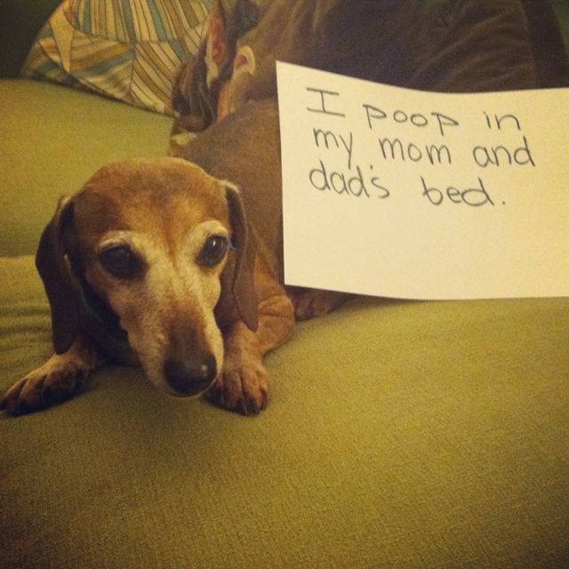 Dogshaming